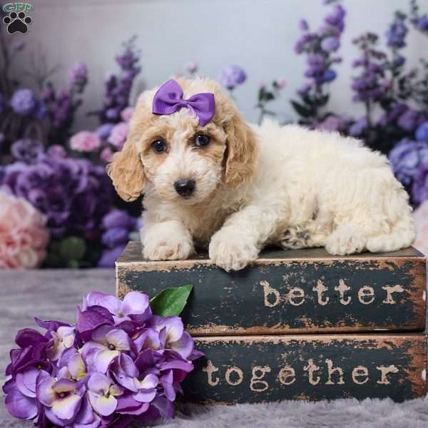 Daisy, Bich-Poo Puppy